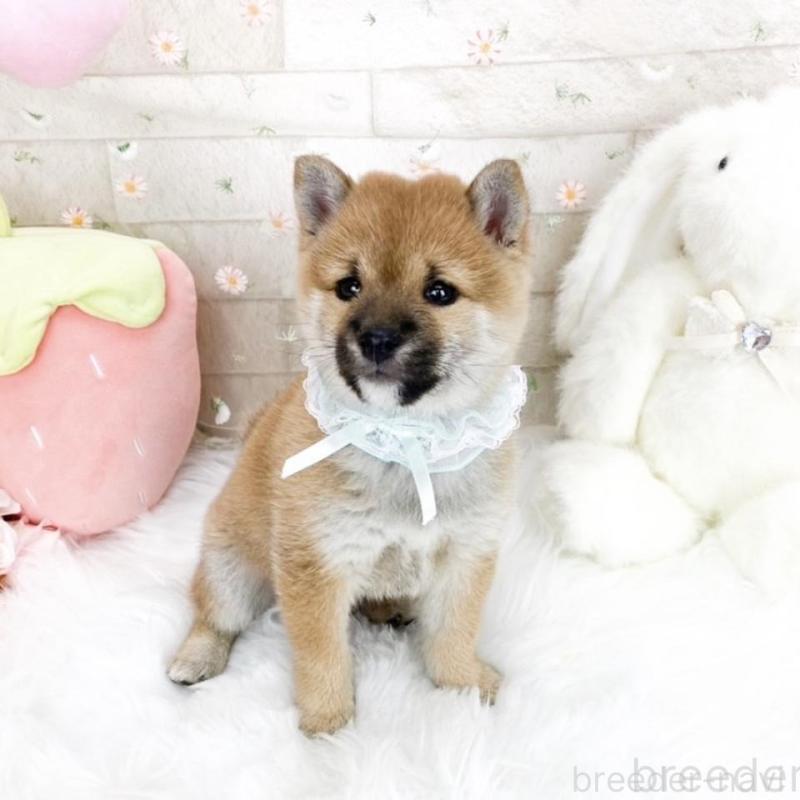 販売中の滋賀県の豆柴-427018の1枚目