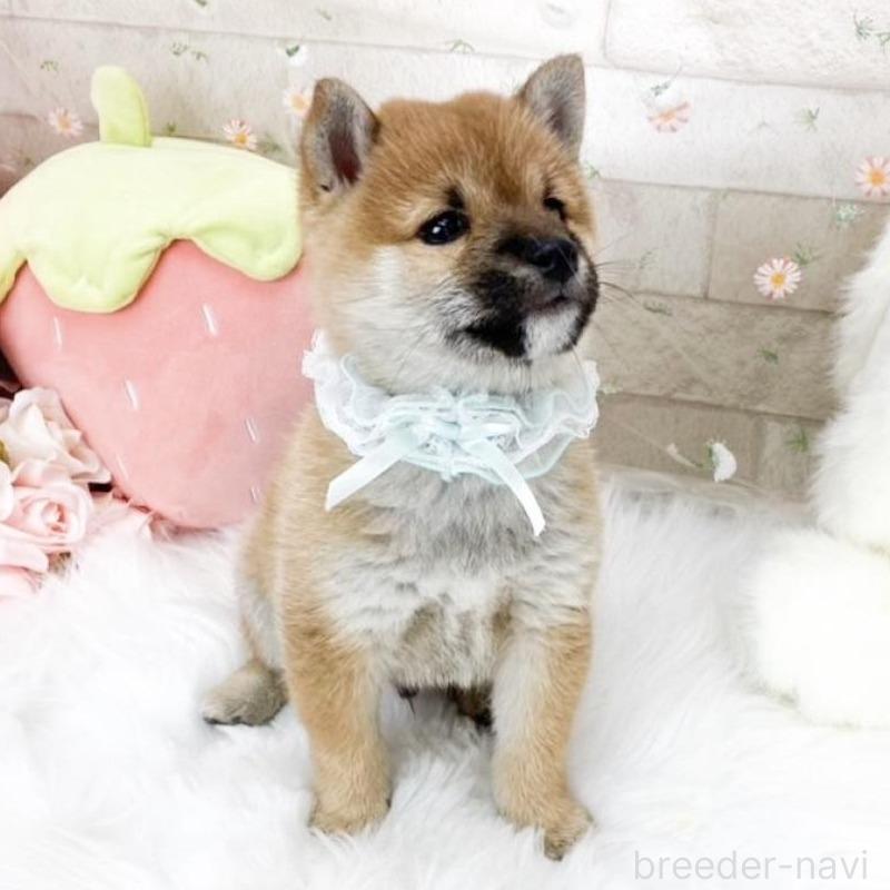 販売中の滋賀県の豆柴-427018の6枚目