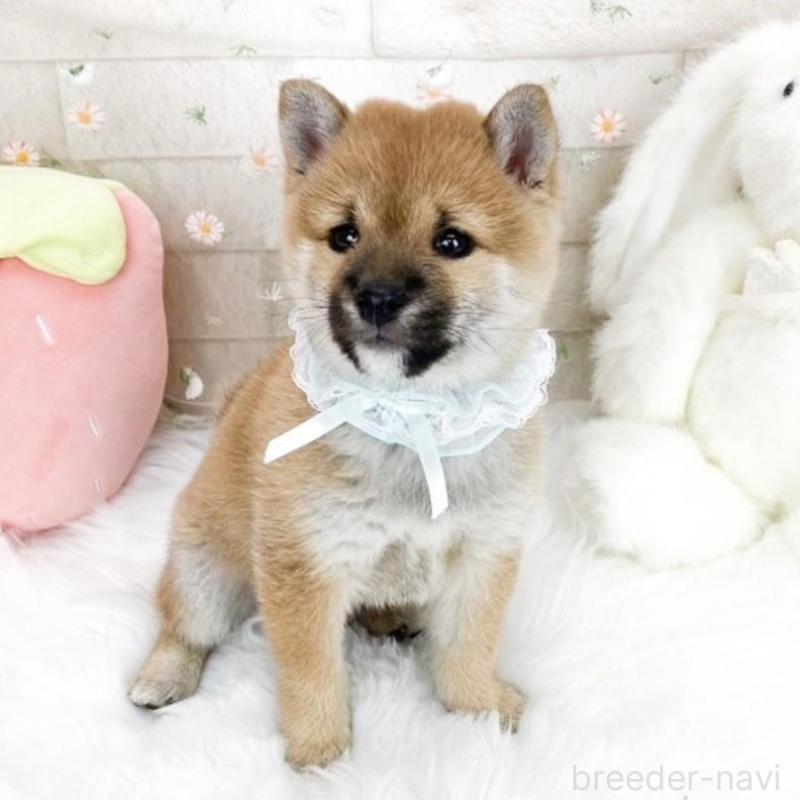 販売中の滋賀県の豆柴-427018の5枚目