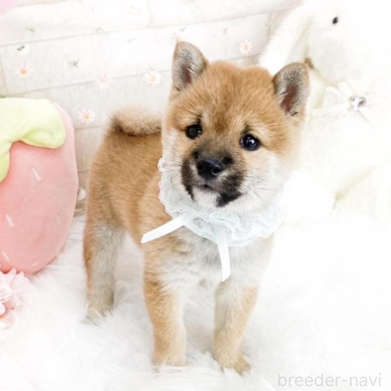 販売中の滋賀県の豆柴-427018の4枚目