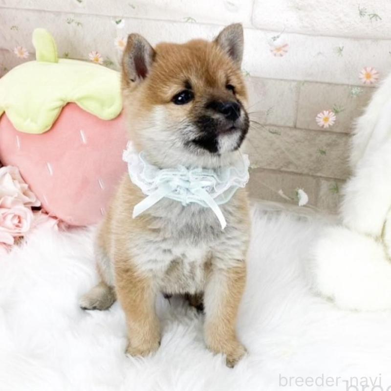 販売中の滋賀県の豆柴-427018の3枚目