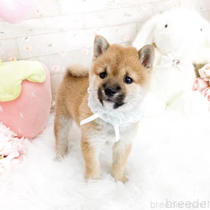 販売中の滋賀県の豆柴-427018の2枚目