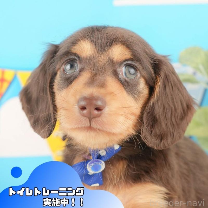 販売中の静岡県のカニンヘンダックスフンド(ロングヘアード)-427915