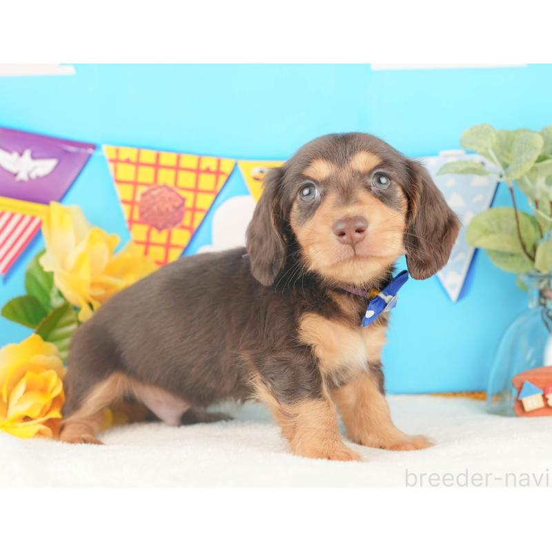 販売中の静岡県のカニンヘンダックスフンド(ロングヘアード)-427915の10枚目