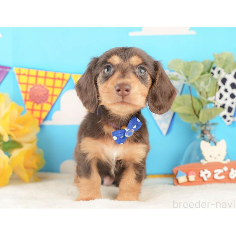 販売中の静岡県のカニンヘンダックスフンド(ロングヘアード)-427915の9枚目