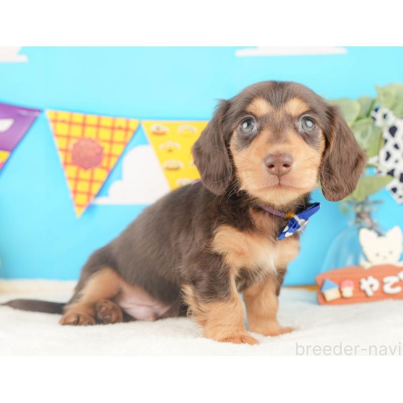 販売中の静岡県のカニンヘンダックスフンド(ロングヘアード)-427915の8枚目