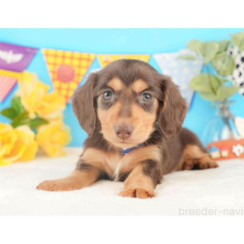 販売中の静岡県のカニンヘンダックスフンド(ロングヘアード)-427915の6枚目