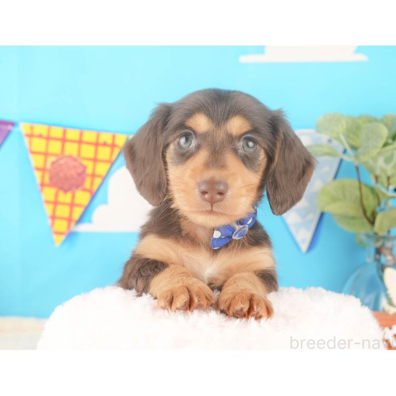 販売中の静岡県のカニンヘンダックスフンド(ロングヘアード)-427915の5枚目