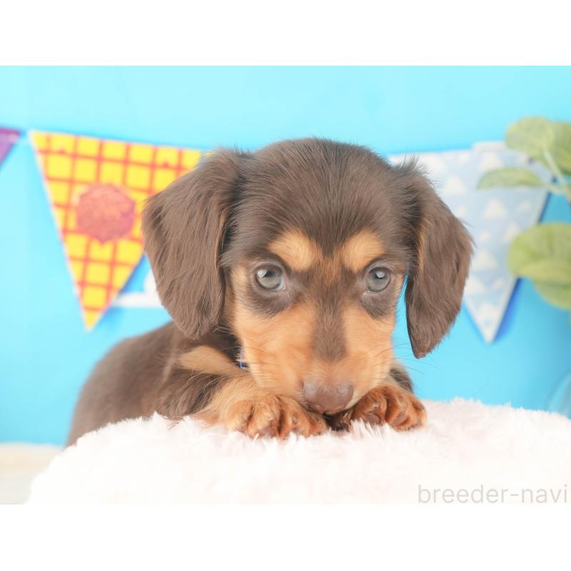 販売中の静岡県のカニンヘンダックスフンド(ロングヘアード)-427915の4枚目