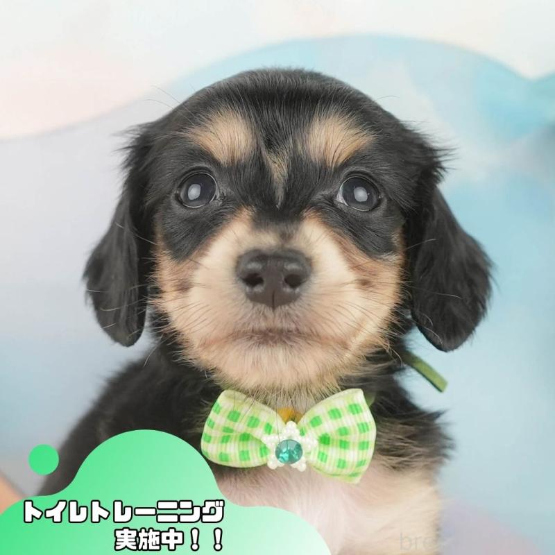 販売中の静岡県のカニンヘンダックスフンド(ロングヘアード)-427916