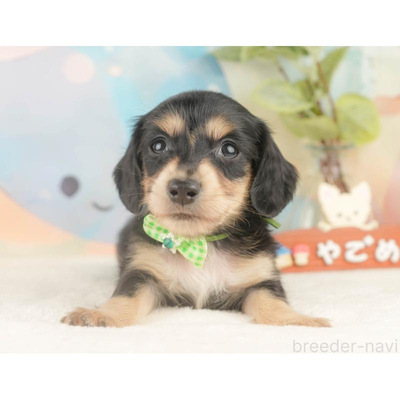 販売中の静岡県のカニンヘンダックスフンド(ロングヘアード)-427916の10枚目