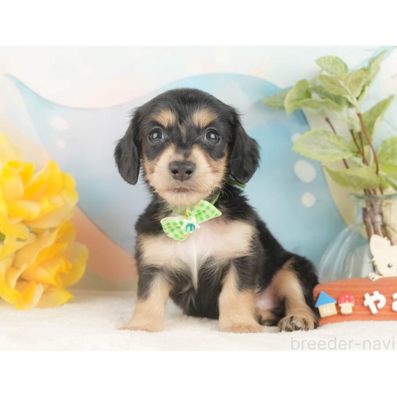 販売中の静岡県のカニンヘンダックスフンド(ロングヘアード)-427916の9枚目