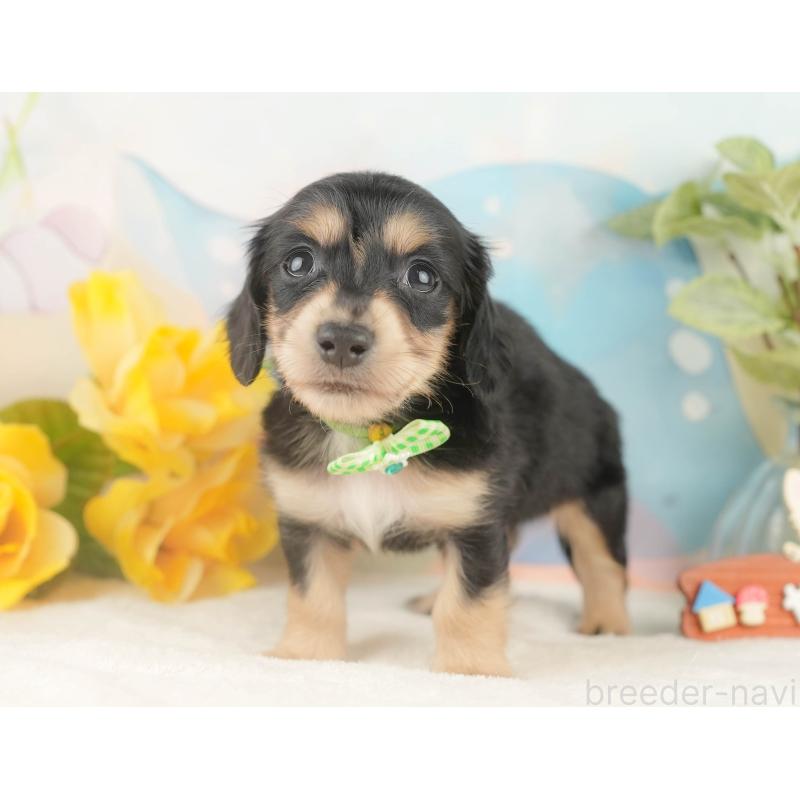 販売中の静岡県のカニンヘンダックスフンド(ロングヘアード)-427916の8枚目