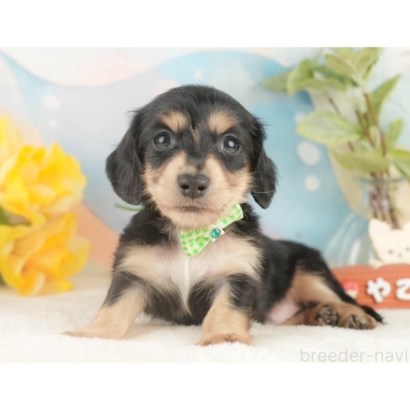 販売中の静岡県のカニンヘンダックスフンド(ロングヘアード)-427916の7枚目