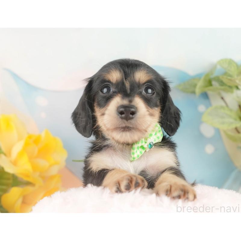 販売中の静岡県のカニンヘンダックスフンド(ロングヘアード)-427916の6枚目