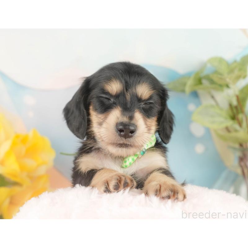 販売中の静岡県のカニンヘンダックスフンド(ロングヘアード)-427916の5枚目