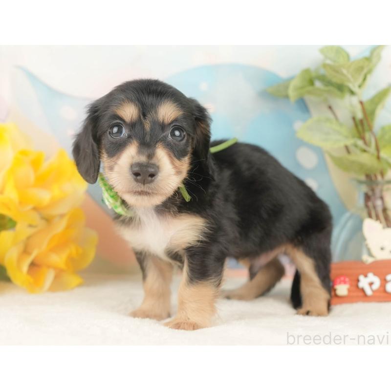 販売中の静岡県のカニンヘンダックスフンド(ロングヘアード)-427916の4枚目