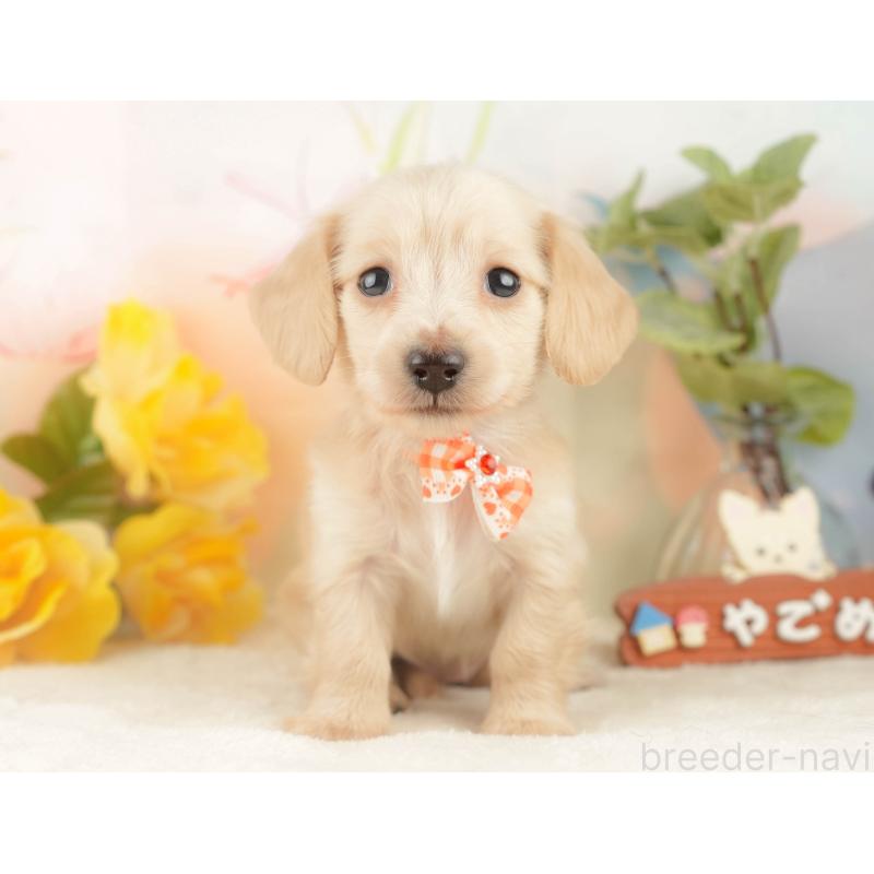 販売中の静岡県のカニンヘンダックスフンド(ロングヘアード)-427917の10枚目