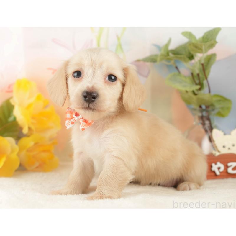 販売中の静岡県のカニンヘンダックスフンド(ロングヘアード)-427917の9枚目