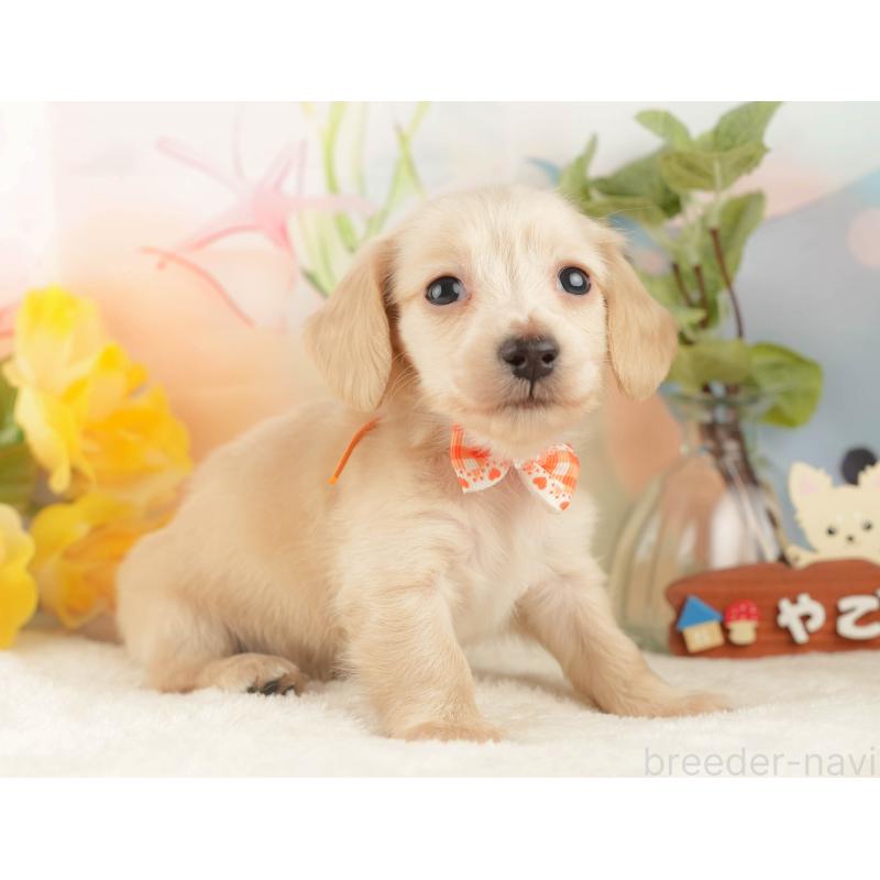 販売中の静岡県のカニンヘンダックスフンド(ロングヘアード)-427917の8枚目