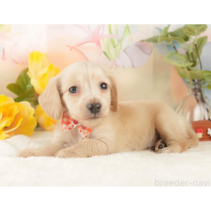 販売中の静岡県のカニンヘンダックスフンド(ロングヘアード)-427917の6枚目