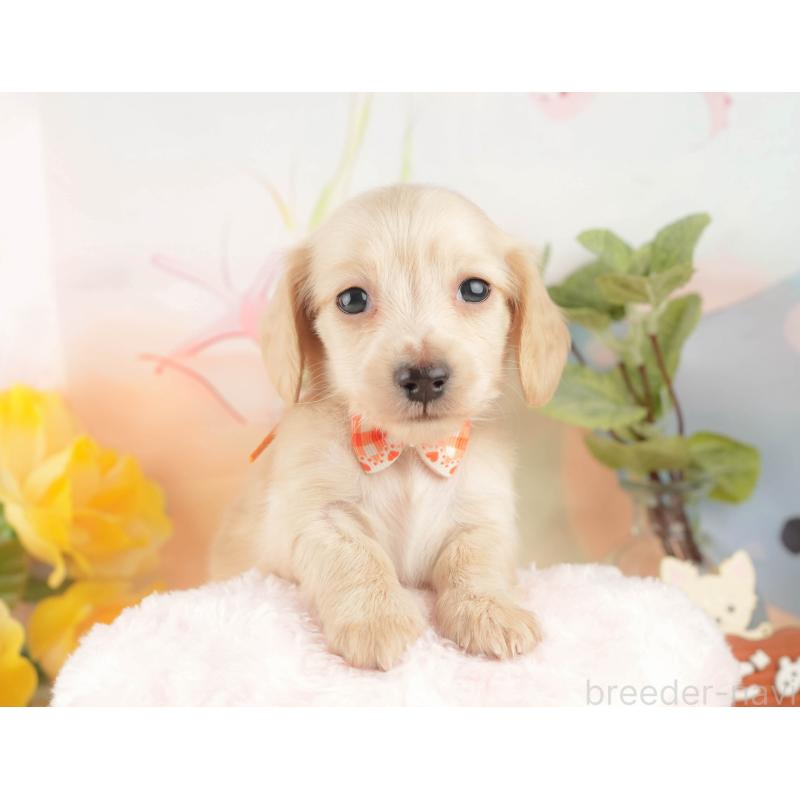 販売中の静岡県のカニンヘンダックスフンド(ロングヘアード)-427917の5枚目