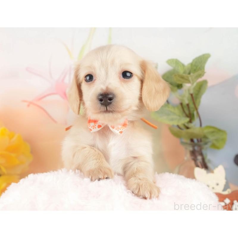 販売中の静岡県のカニンヘンダックスフンド(ロングヘアード)-427917の4枚目