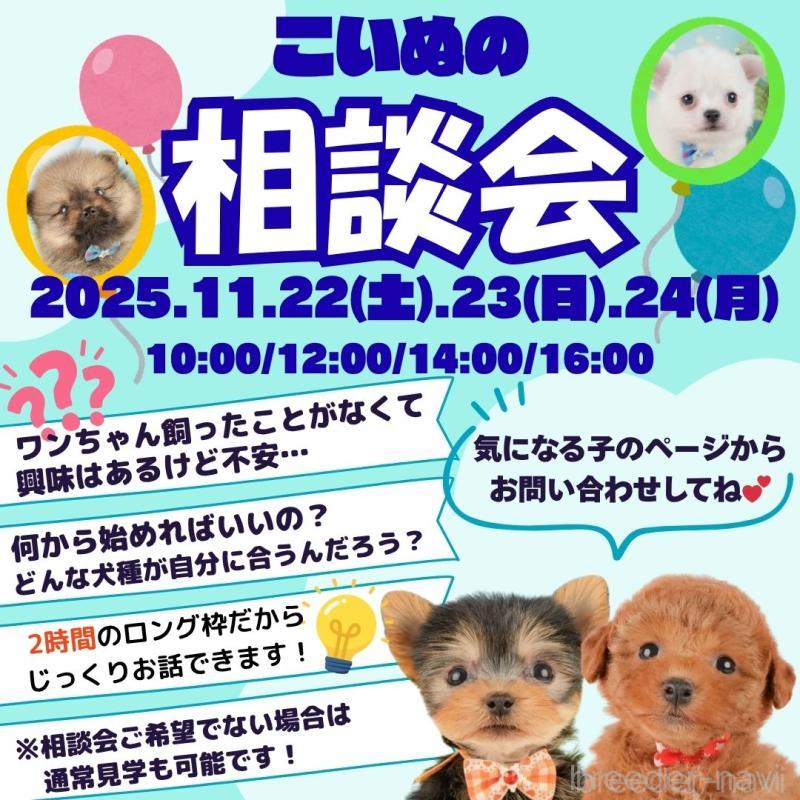 販売中の静岡県のカニンヘンダックスフンド(ロングヘアード)-427918の16枚目