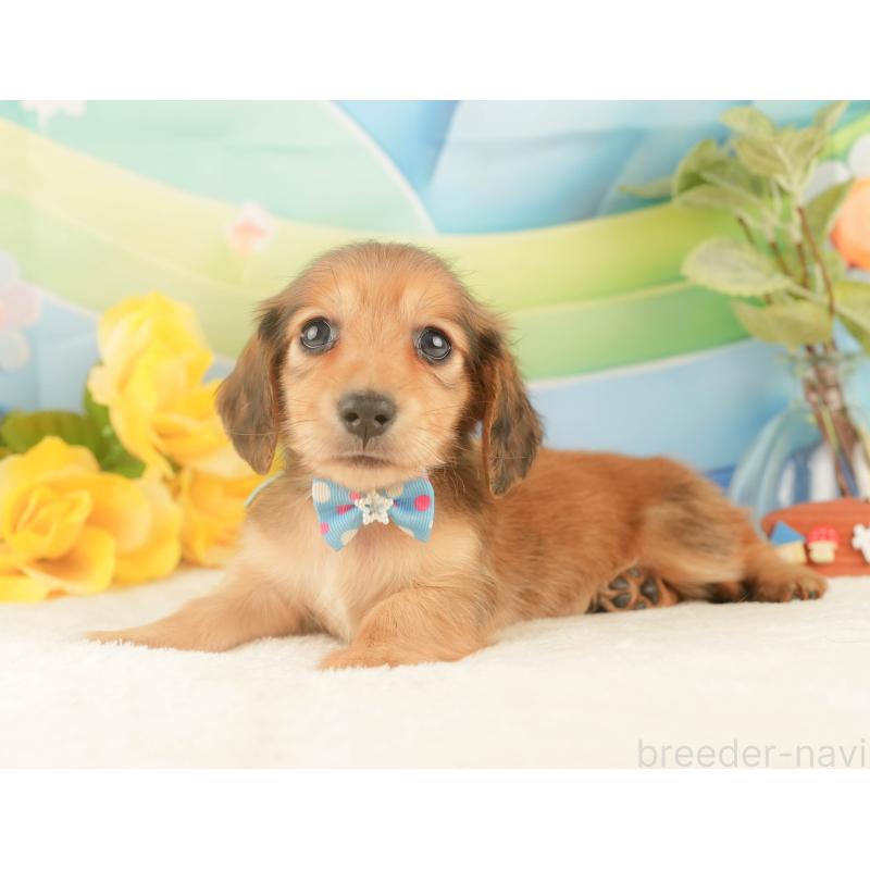 販売中の静岡県のカニンヘンダックスフンド(ロングヘアード)-427918の10枚目