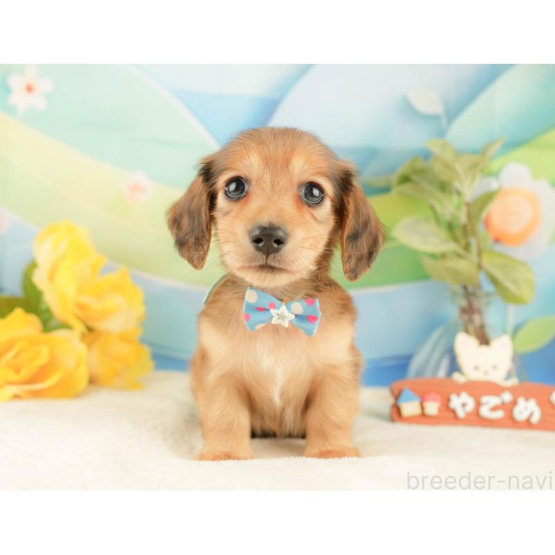 販売中の静岡県のカニンヘンダックスフンド(ロングヘアード)-427918の9枚目