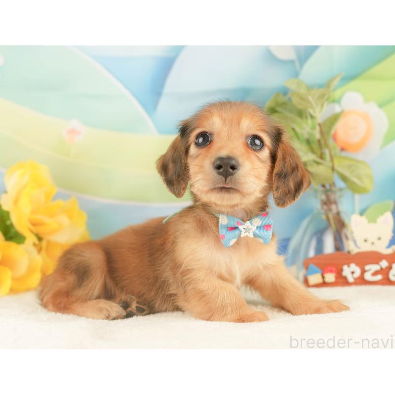 販売中の静岡県のカニンヘンダックスフンド(ロングヘアード)-427918の8枚目