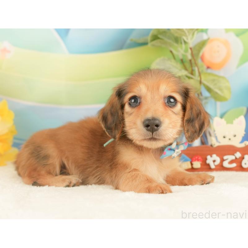 販売中の静岡県のカニンヘンダックスフンド(ロングヘアード)-427918の7枚目