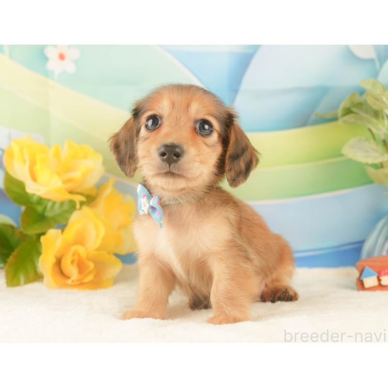 販売中の静岡県のカニンヘンダックスフンド(ロングヘアード)-427918の6枚目