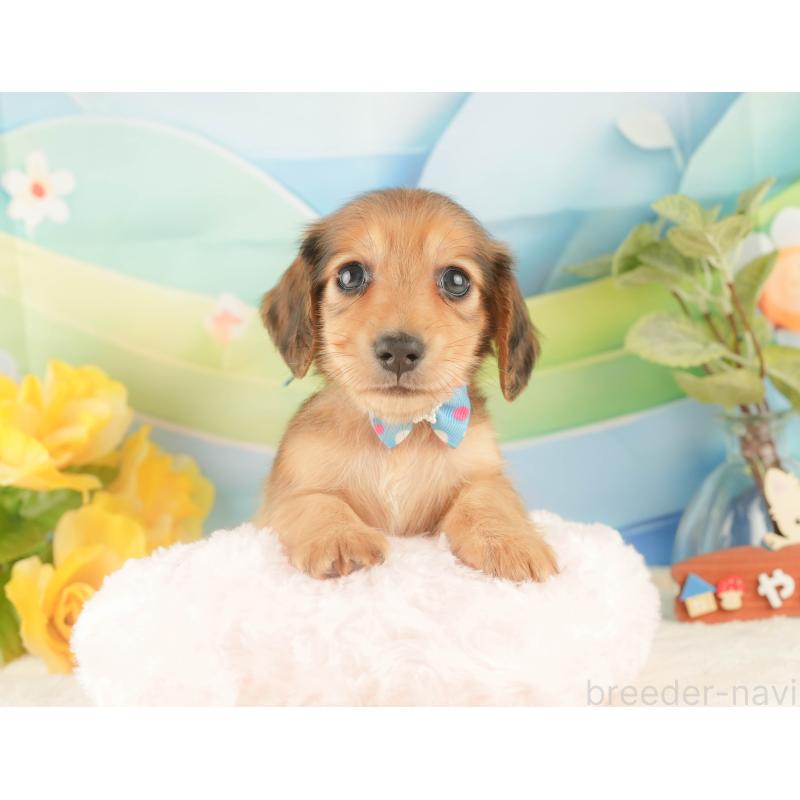 販売中の静岡県のカニンヘンダックスフンド(ロングヘアード)-427918の5枚目