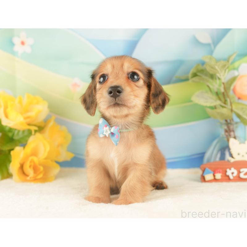 販売中の静岡県のカニンヘンダックスフンド(ロングヘアード)-427918の4枚目