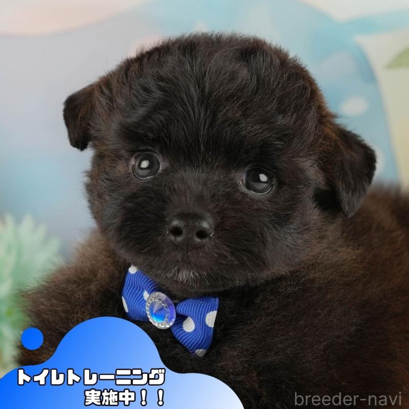 販売中の静岡県のポメプー:ポメラニアン×トイプードル-428007の1枚目