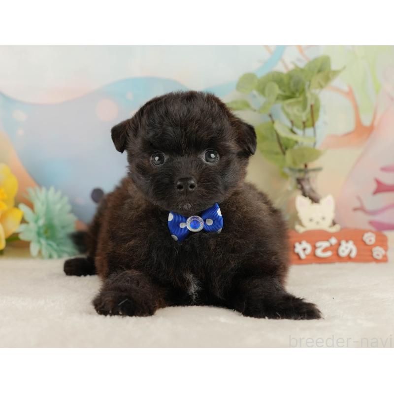 販売中の静岡県のポメプー:ポメラニアン×トイプードル-428007の10枚目