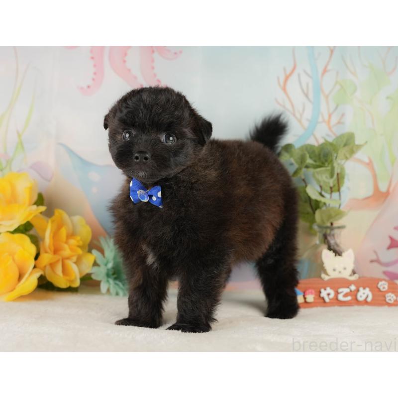 販売中の静岡県のポメプー:ポメラニアン×トイプードル-428007の9枚目