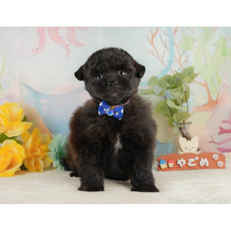 販売中の静岡県のポメプー:ポメラニアン×トイプードル-428007の8枚目