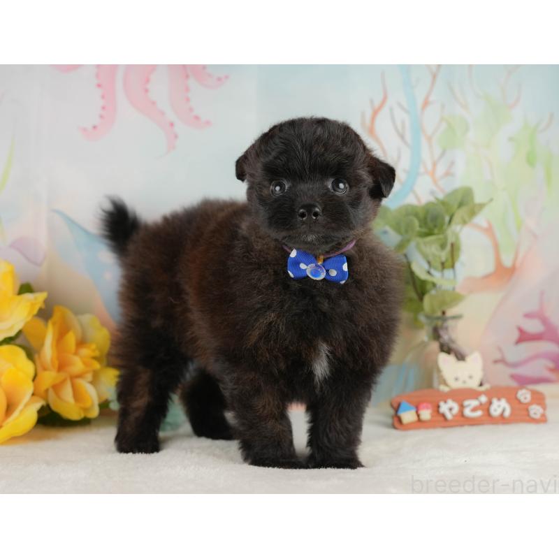 販売中の静岡県のポメプー:ポメラニアン×トイプードル-428007の7枚目