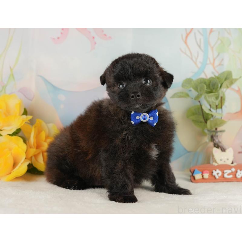 販売中の静岡県のポメプー:ポメラニアン×トイプードル-428007の6枚目