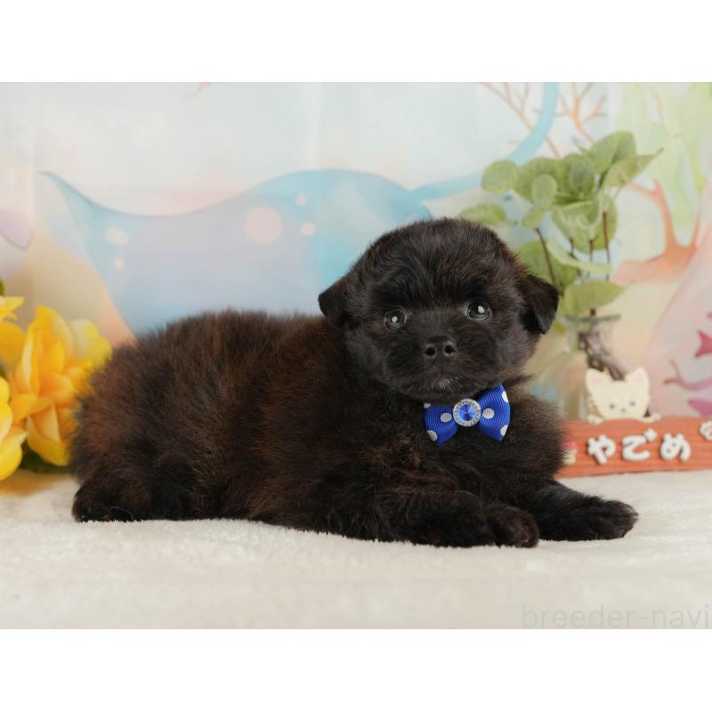 販売中の静岡県のポメプー:ポメラニアン×トイプードル-428007の5枚目