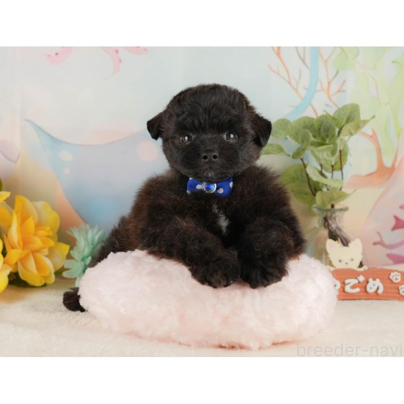 販売中の静岡県のポメプー:ポメラニアン×トイプードル-428007の4枚目