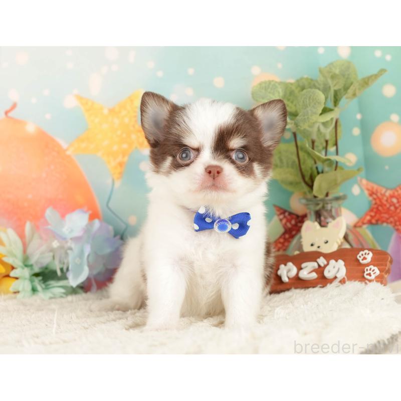 販売中の静岡県のチワワ(ロングコート)-428008の10枚目