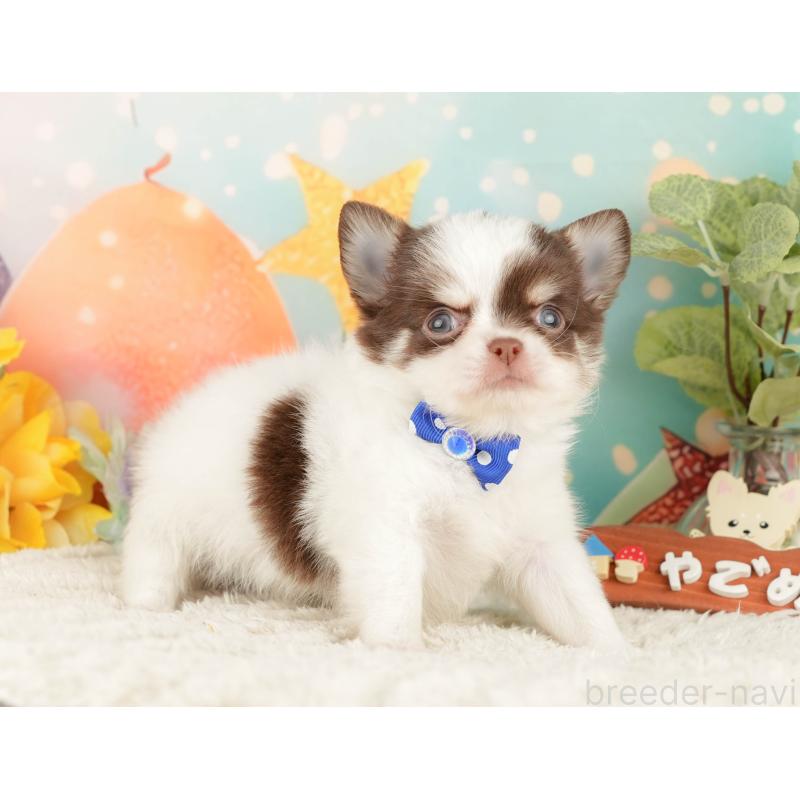 販売中の静岡県のチワワ(ロングコート)-428008の9枚目