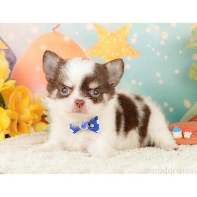 販売中の静岡県のチワワ(ロングコート)-428008の8枚目