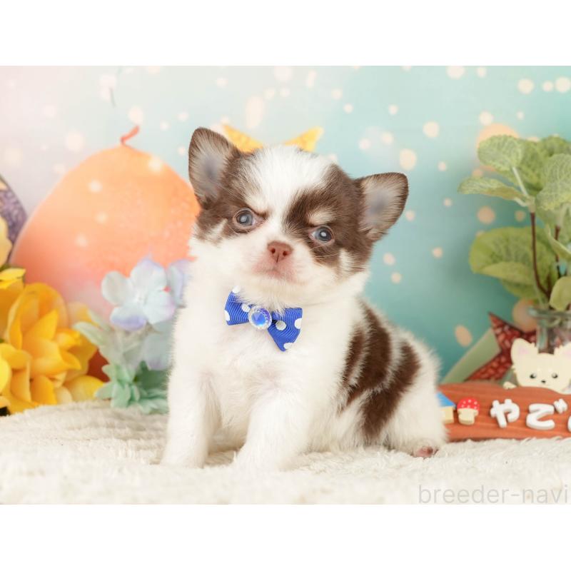 販売中の静岡県のチワワ(ロングコート)-428008の7枚目