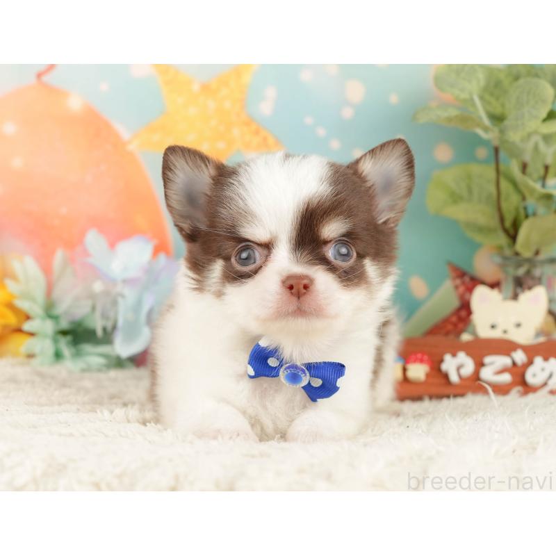 販売中の静岡県のチワワ(ロングコート)-428008の6枚目