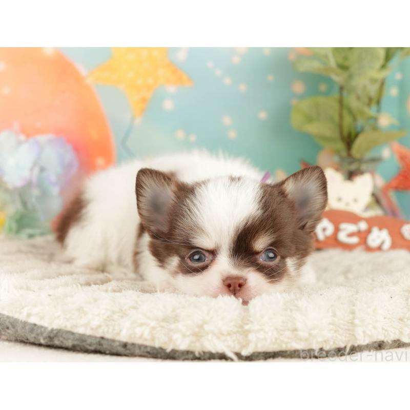 販売中の静岡県のチワワ(ロングコート)-428008の5枚目