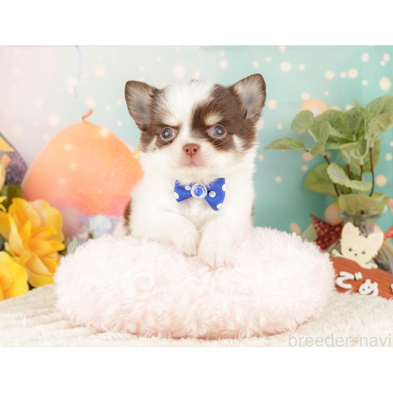 販売中の静岡県のチワワ(ロングコート)-428008の4枚目